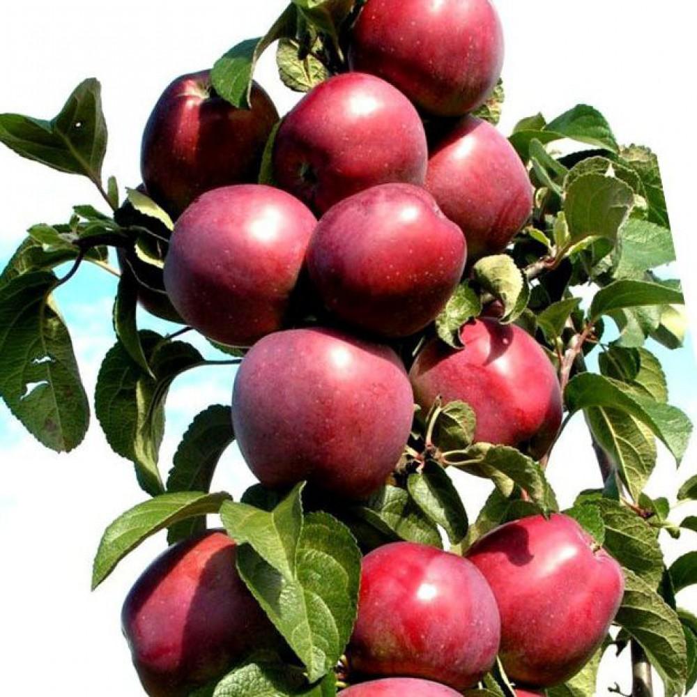 Яблоня Колоновидная Останкино - Осенний сорт