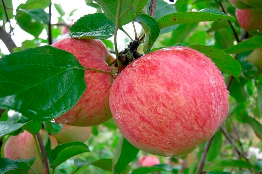 Яблоня Коробовка Летний сладкий сорт