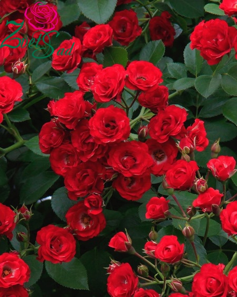 Роза Красная Мелкоцветковая