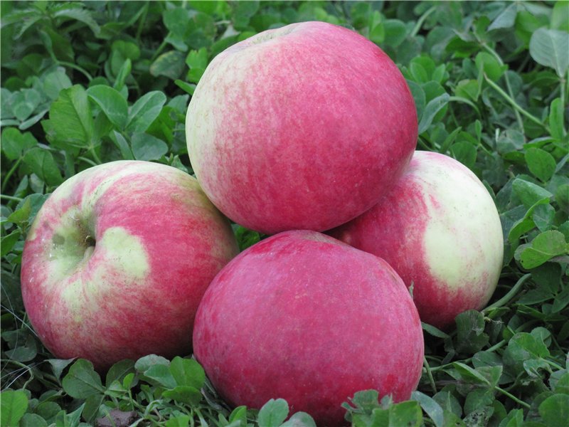 Яблоня Мельба Позднелетний кисло-сладкий сорт