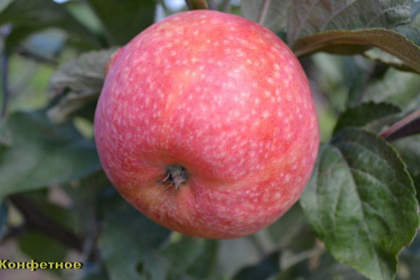 Яблоня Конфетная Летний сладкий сорт