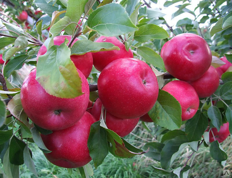 Яблоня Красная ранняя Летний сорт