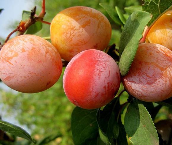 Слива Персиковая - Раннеспелый сорт
