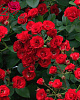 Роза Красная Мелкоцветковая саженцы