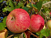 Яблоня Осенняя Полосатая Штрейфлинг Осенний сладкий сорт саженцы