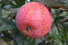 Яблоня Конфетная Летний сладкий сорт саженцы